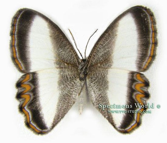 Satyrinae, Oressinoma thyphla * RARE * butterfly Peru 324  