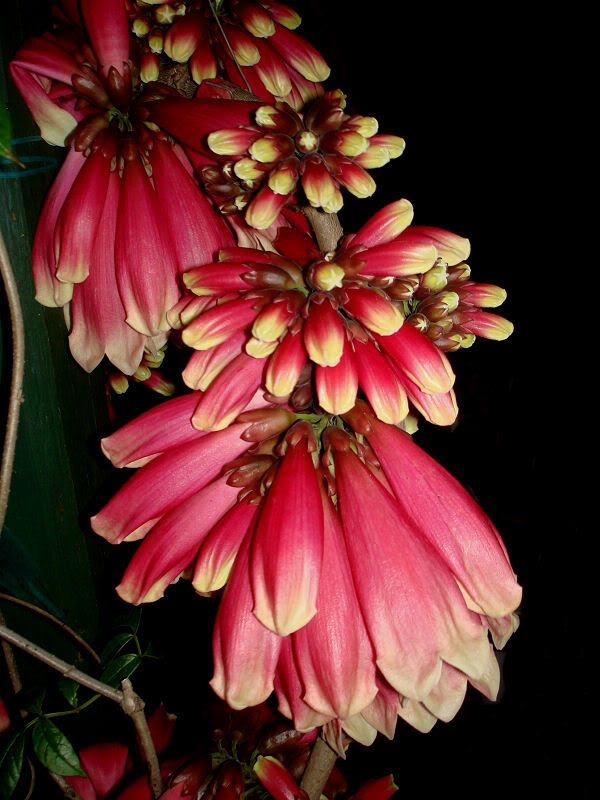   rare and thoroughly delightful flowering vine