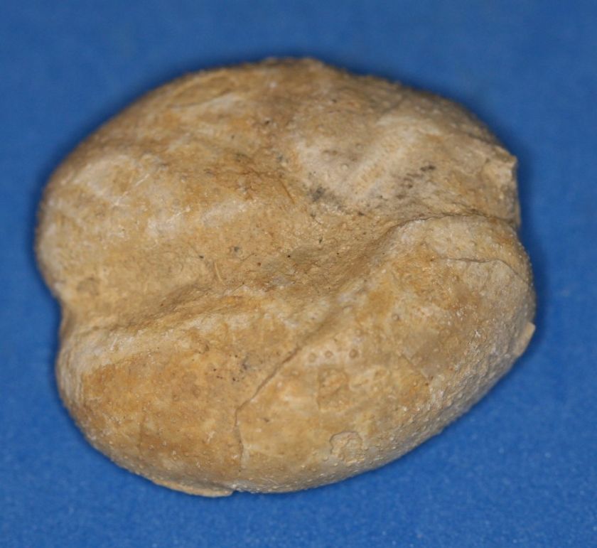 LOWER CRETACEOUS SEA URCHIN FOSSIL  