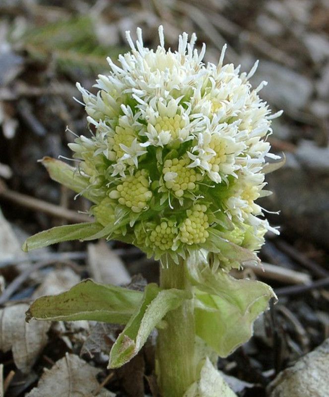 PETASITES ALBUS RARE PERENNIAL 1 PKT x 30 SEEDS  