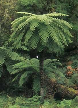 Hardy Rough Tree Fern (Cyathea australis)   1000 Spore  