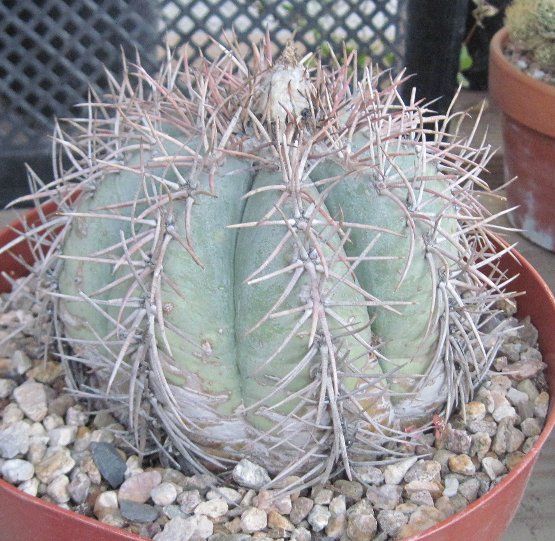 Echinocactus horizonthalonius Devils Head Cactus 26  