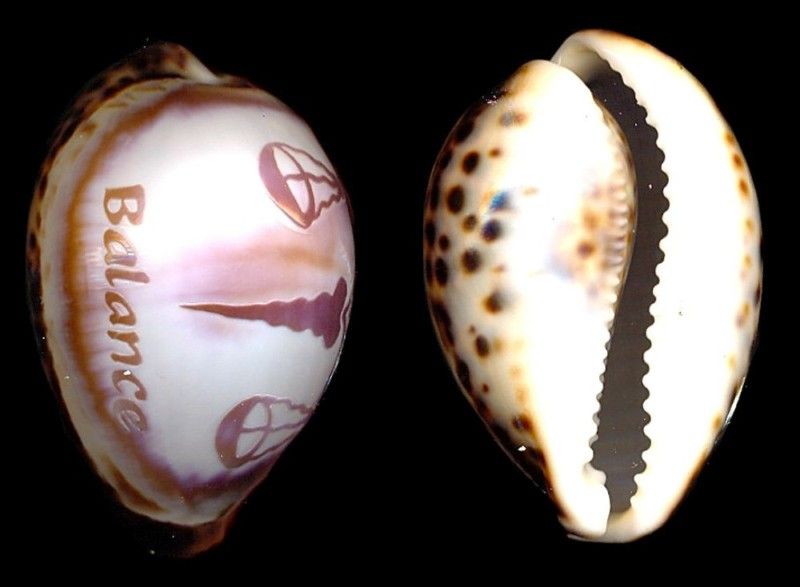 Bestshells Engraved Tiger Cowrie Zodiac Libra 70mm/3inc  