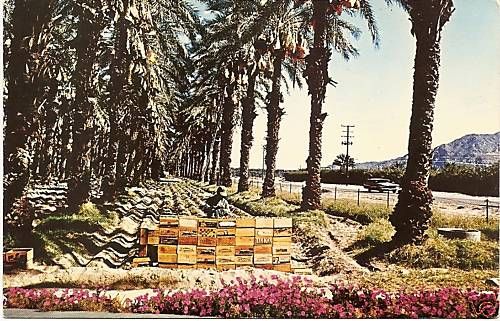 Date Harvest Indio CA Riverside County Postcard  