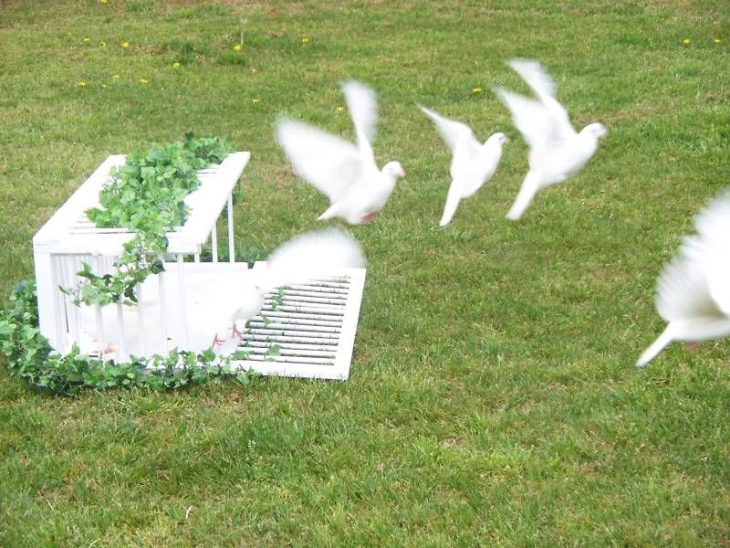 Remote Control White Dove Release Basket Bird Cage Box on PopScreen