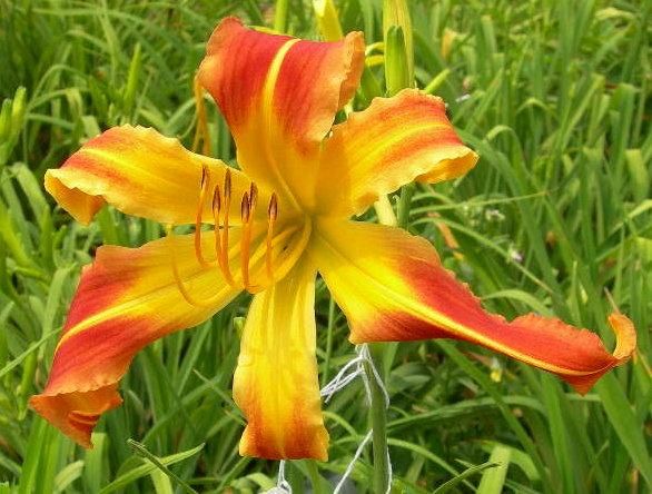 CASEYS CURLS   DF   L5A   Reed 2005   DAYLILY  