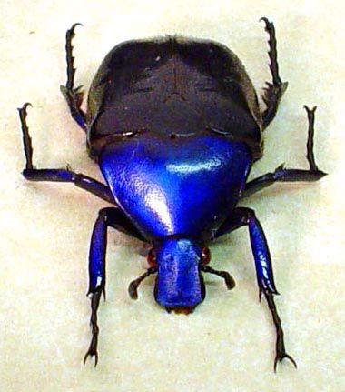 RARE PURPLE BLUE SAPPHIRE BEETLE REAL INSECTS 2149  