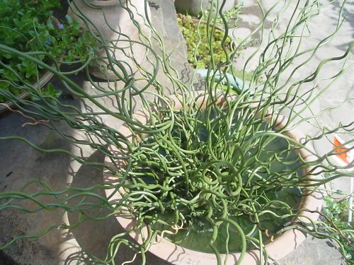 Lesser Corkscrew Rush Juncus effusus, Spiralis 10 seeds  