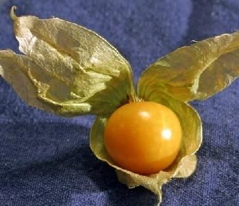 Ground Cherry Tomato 25 Seeds Pase Seeds New  