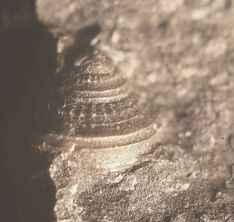 Carboniferous Namurian  Pyritized Gastropod  RARE  