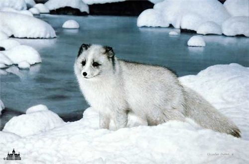 Charles Frace s/n print Alaskan Friend Arctic fox  