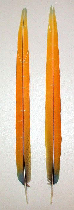 Orange Yellow CAMELOT MACAW Center Tail Feathers with FLAWS  