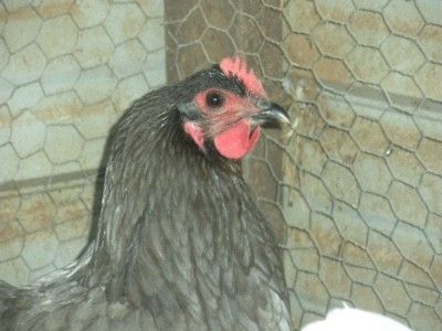 BLUE, BLACK and SPLASH MARANS HATCHING EGGS 10 NPIP ***BEAUTIFUL 