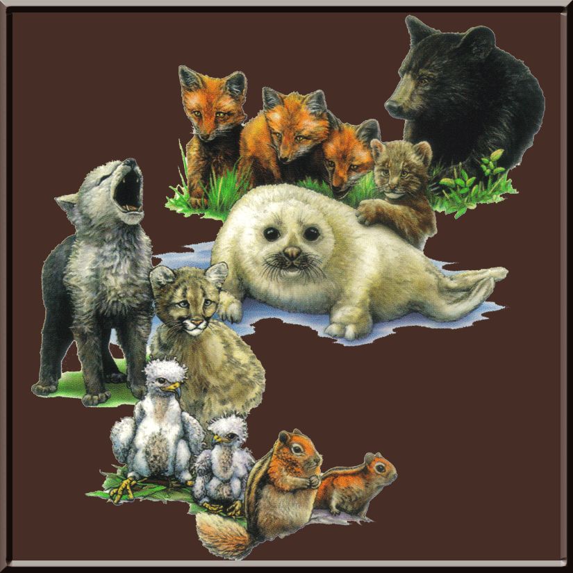 Bear Cub Fox Kit Cougar Harp Seal Wolf Pup Wildlife T Shirt S,M,L,XL 