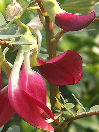   grandiflora HUMMINGBIRD TREE, Beautiful and Edible ~SEEDS~  